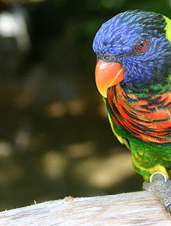 Bird San Diego Wild Animal Park Lorikeet