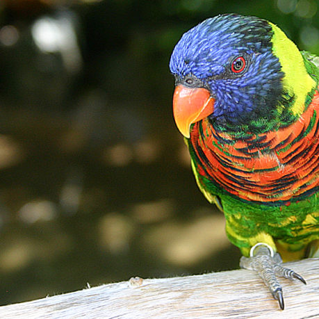 Bird San Diego Wild Animal Park Lorikeet