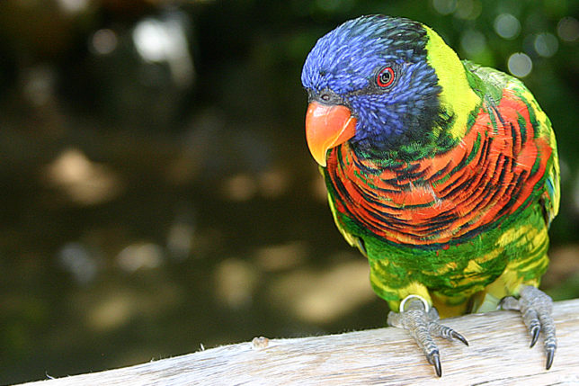 Bird San Diego Wild Animal Park Lorikeet