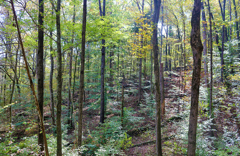 trees
