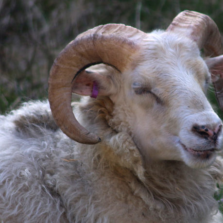 Sheep Iceland