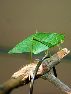 Katydid
