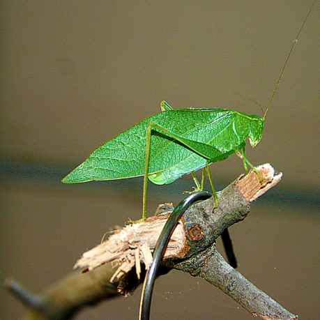Katydid