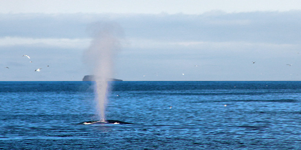 Blue Whale Iceland