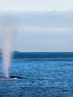 Blue Whale Iceland