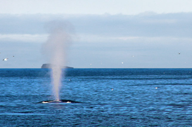 Blue Whale Iceland