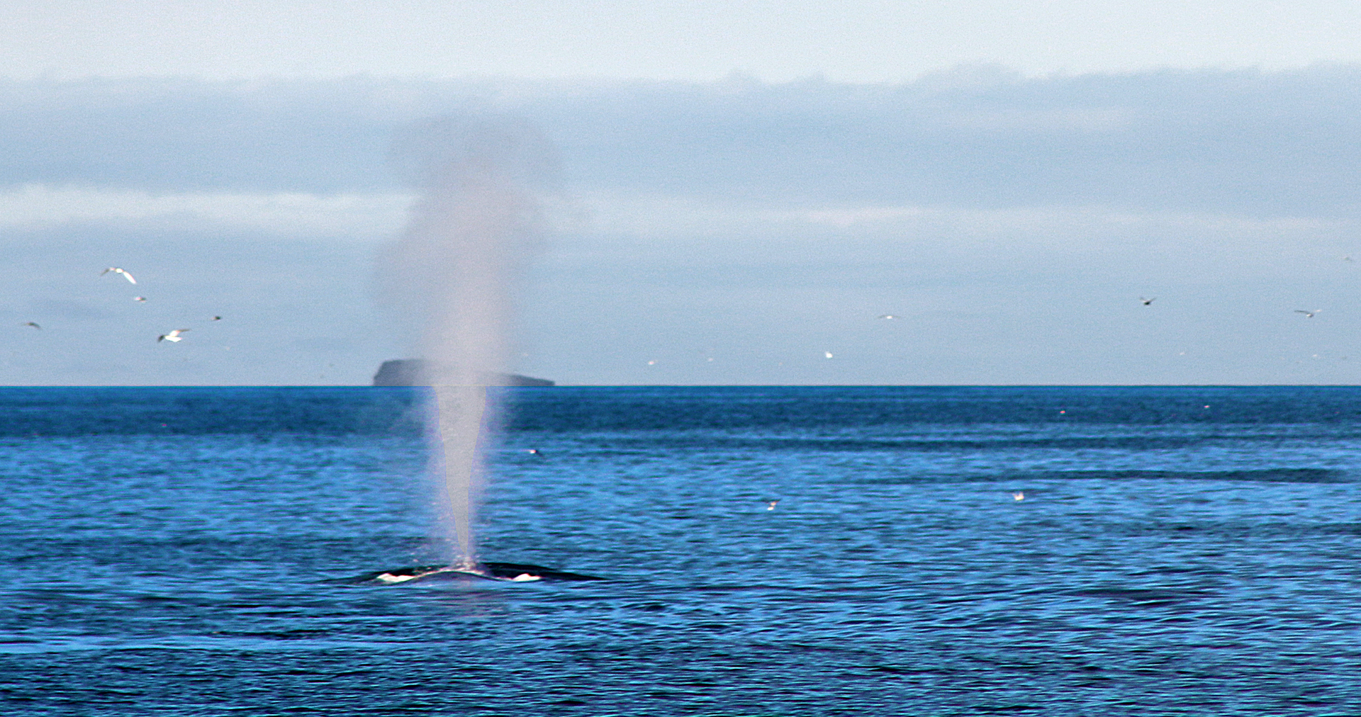 Blue Whale Iceland