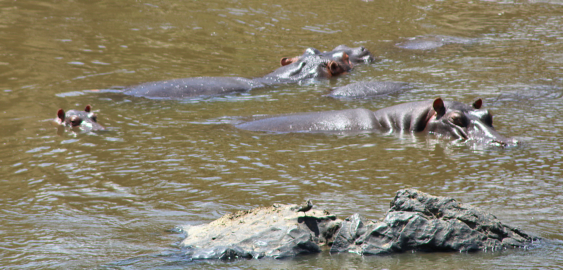 Hippopotamus Safari Kenya