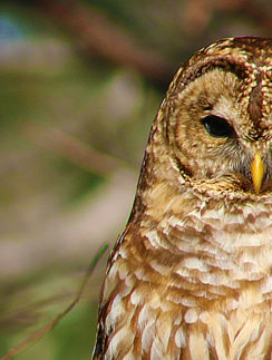 Barred owl