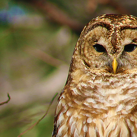 Barred owl
