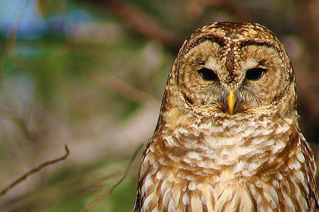 Barred owl