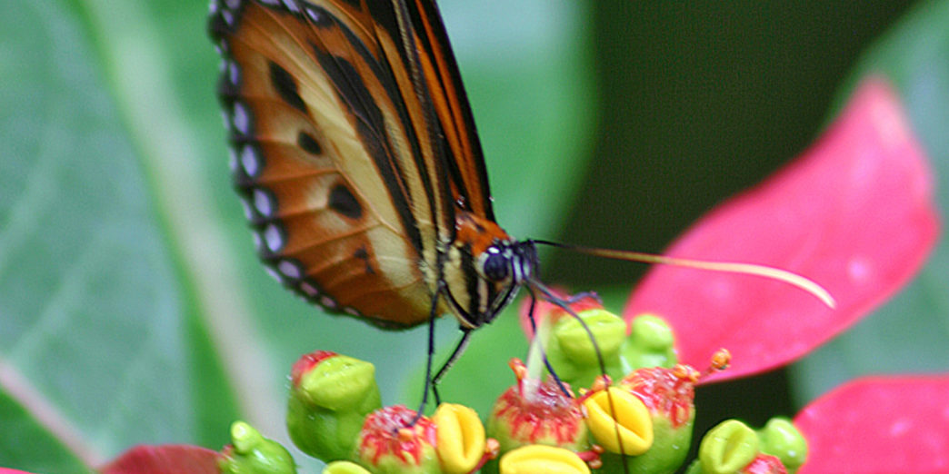 Butterfly Argentina Iguazu