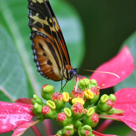 Butterfly Argentina Iguazu