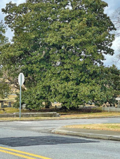 a road with a sign and a tree