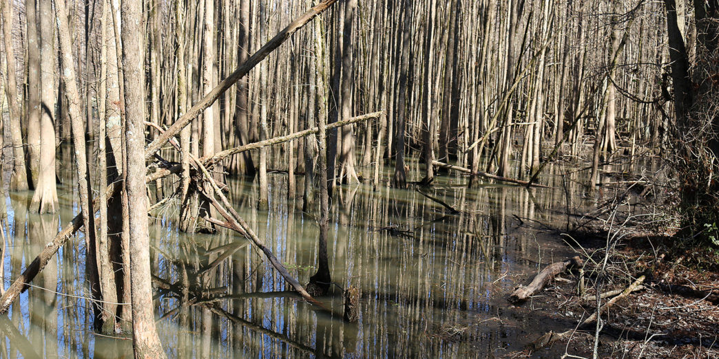a swamp with trees in it