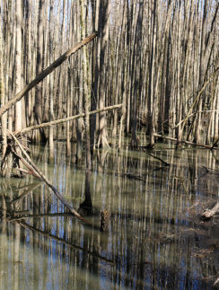 a swamp with trees in it