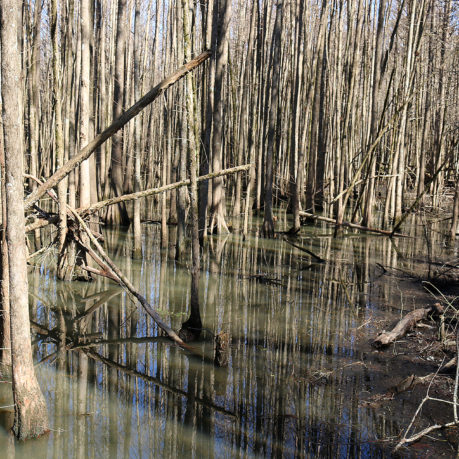 a swamp with trees in it