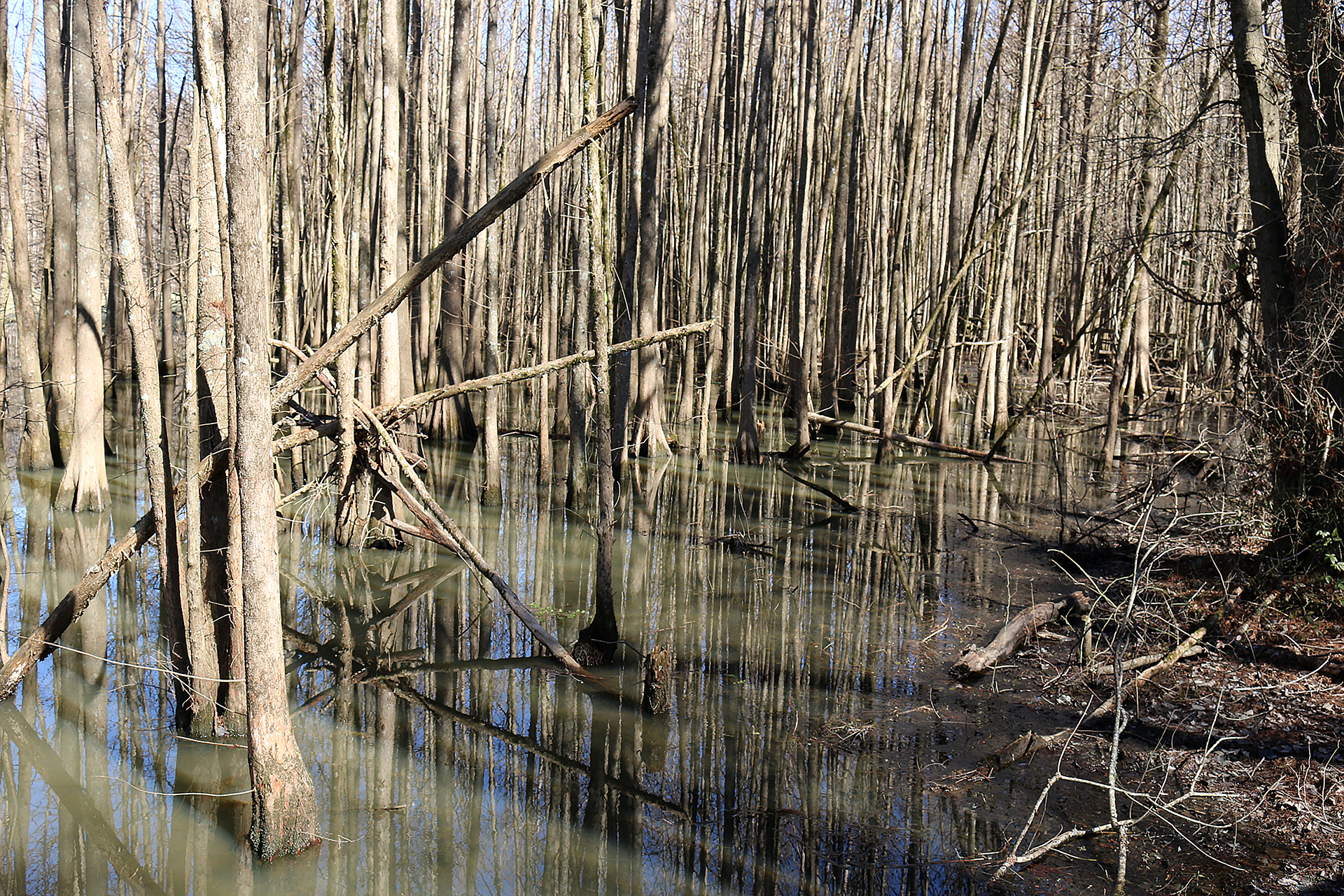 a swamp with trees in it