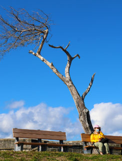 a person sitting on a bench under a tree