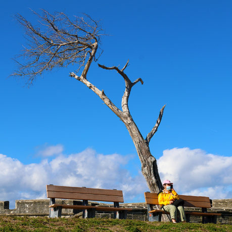a person sitting on a bench under a tree