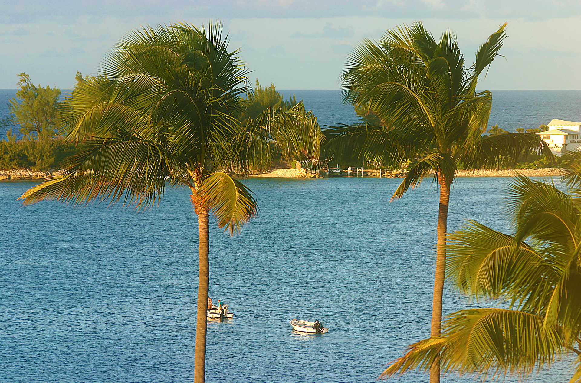Palm trees British Colonial Hilton Nassau