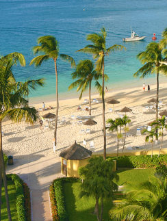 Palm trees British Colonial Hilton Nassau