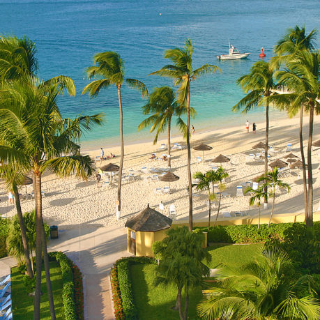 Palm trees British Colonial Hilton Nassau
