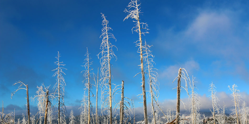 Bryce Canyon Utah Iced Trees