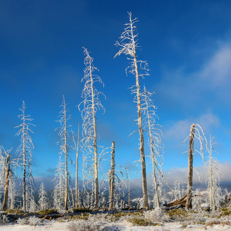 Bryce Canyon Utah Iced Trees