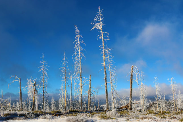 Bryce Canyon Utah Iced Trees