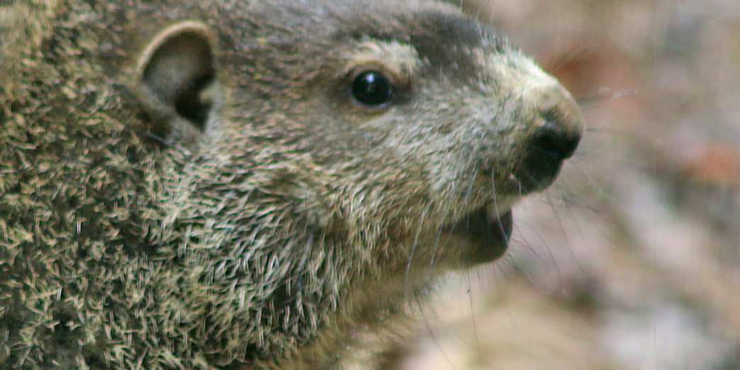 Groundhog woodchuck