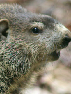 Groundhog woodchuck