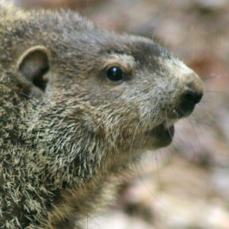 Groundhog woodchuck