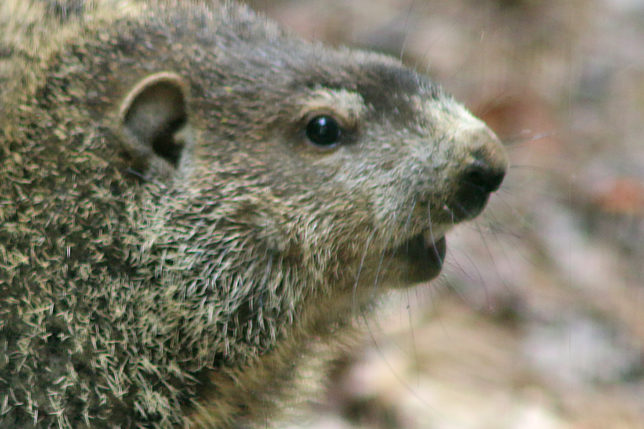 Groundhog woodchuck