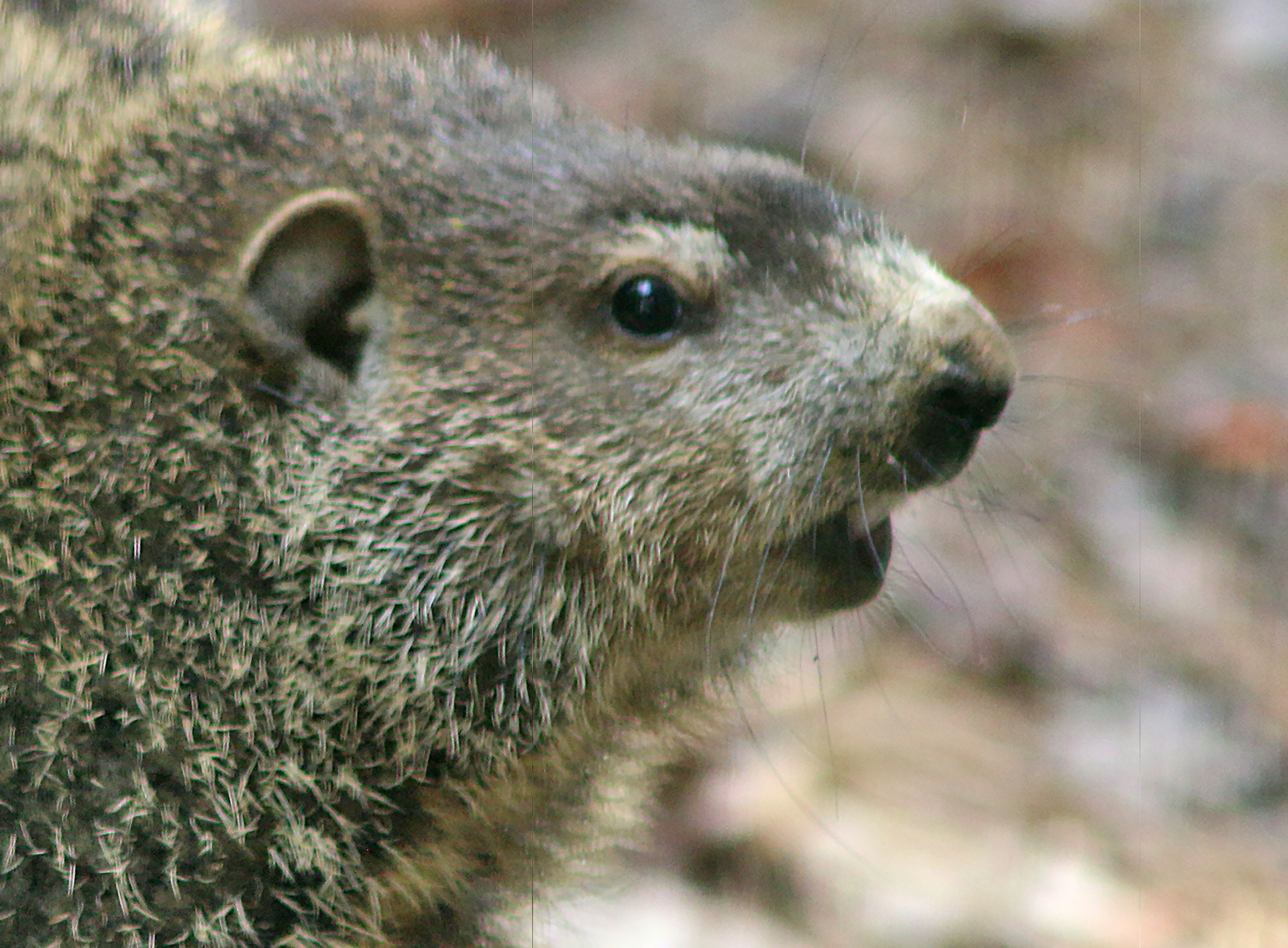 Groundhog woodchuck