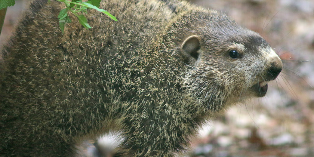 Groundhog woodchuck