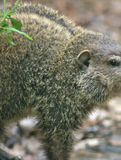 Groundhog woodchuck