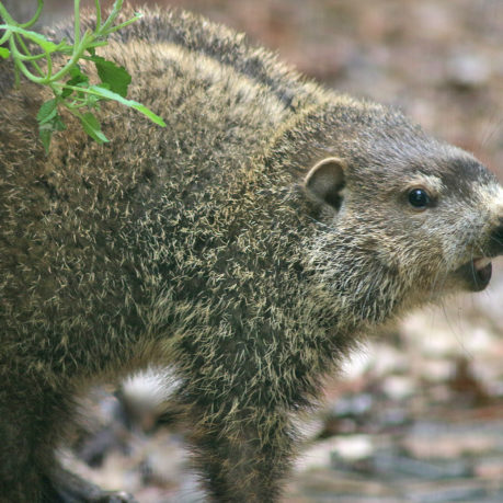 Groundhog woodchuck