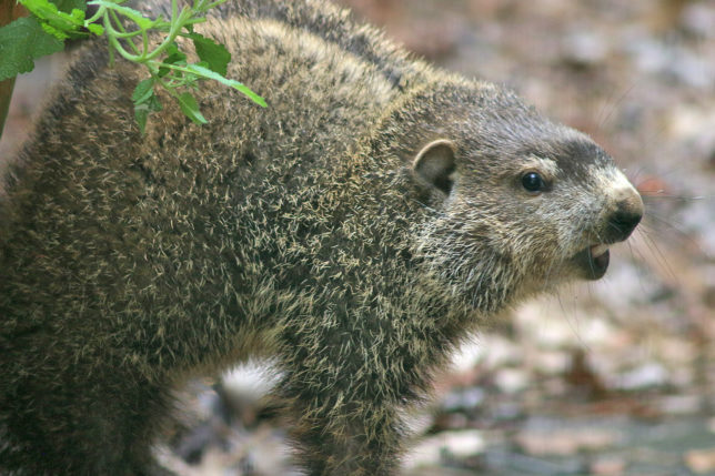 Groundhog woodchuck