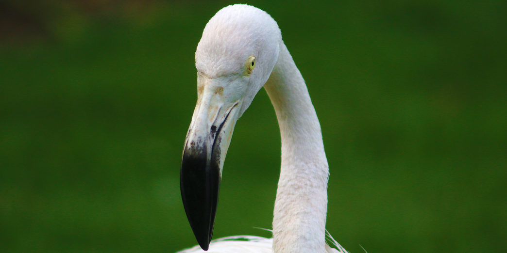 Flamingos Dominican Republic