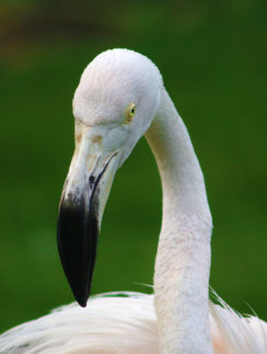 Flamingos Dominican Republic