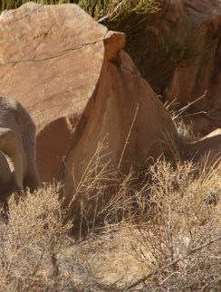 Bighorn sheep Utah