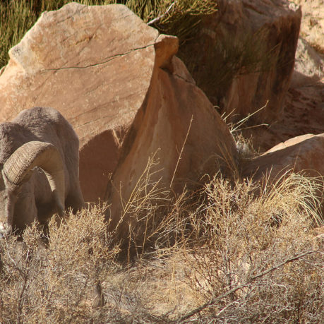 Bighorn sheep Utah