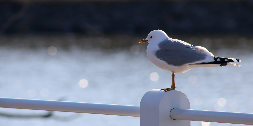 Seagulls Helsinki Finland