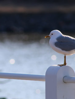 Seagulls Helsinki Finland