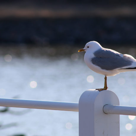 Seagulls Helsinki Finland