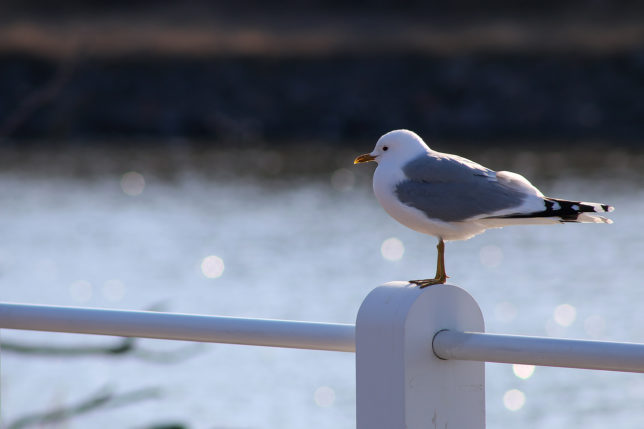 Seagulls Helsinki Finland