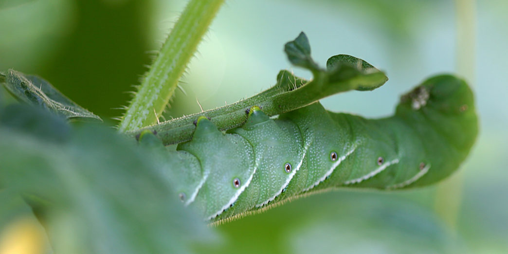 tomato hornworm