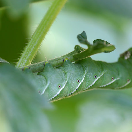tomato hornworm