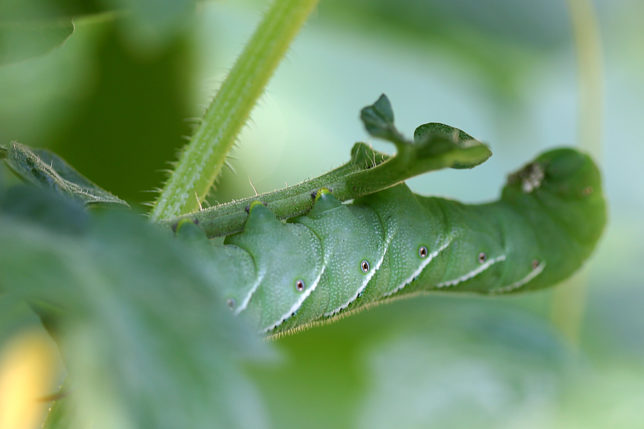 tomato hornworm